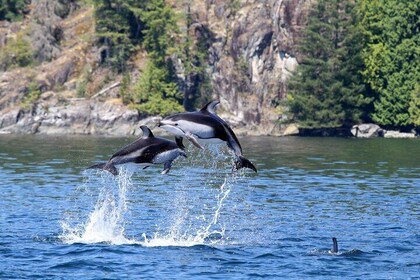 4 Hour Wildlife Tour Featuring Whale Watching