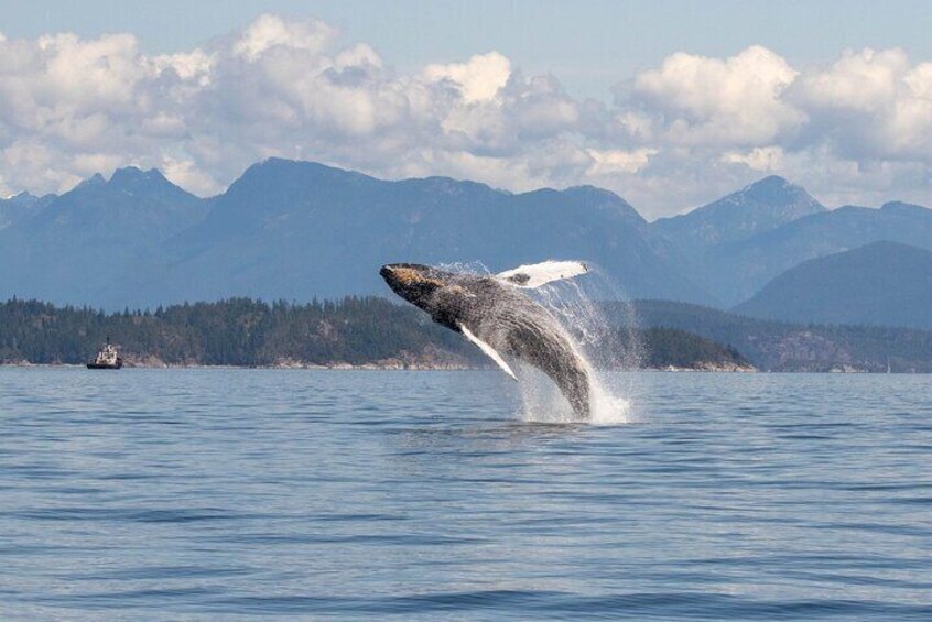 Humpback Whale