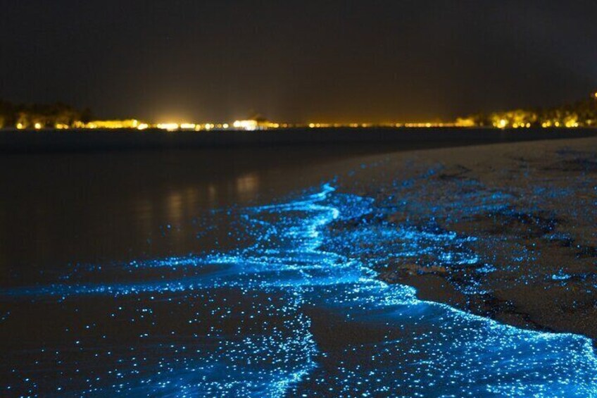 Discover Bioluminescense Night Dive 