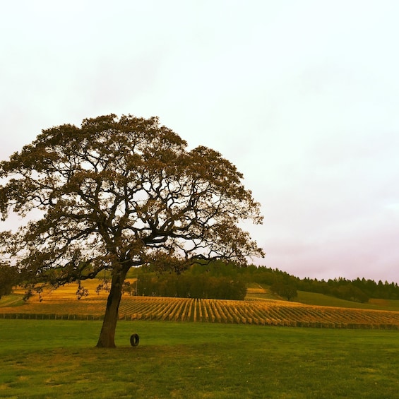 Small Group, Full Day - Willamette Valley Wine Tour