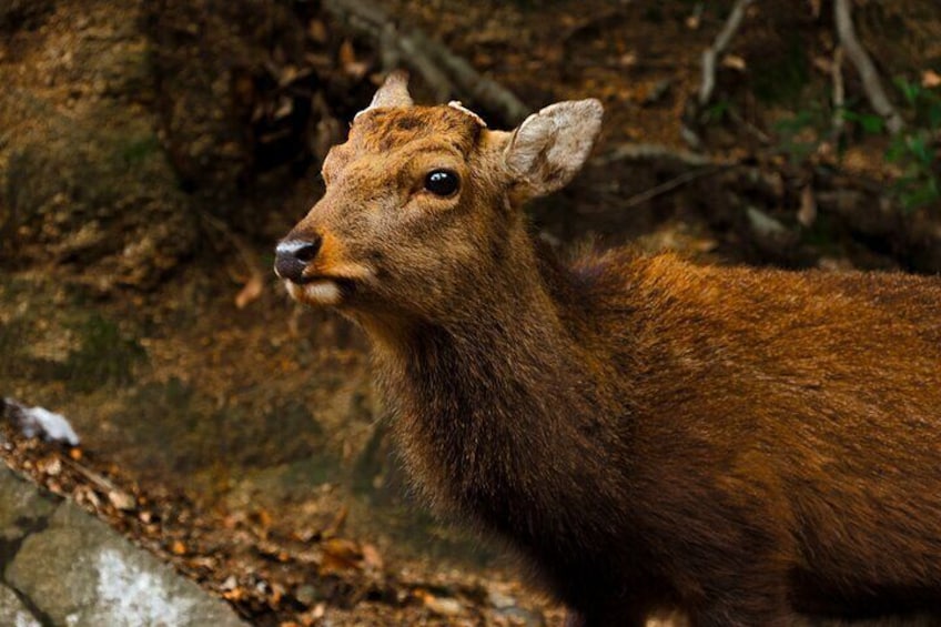 There are many deers in Miyajima. Let's take photo with them!