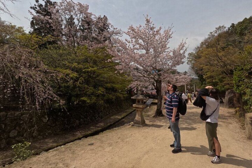 Miyajima Private History and Food Tour (Half Day)