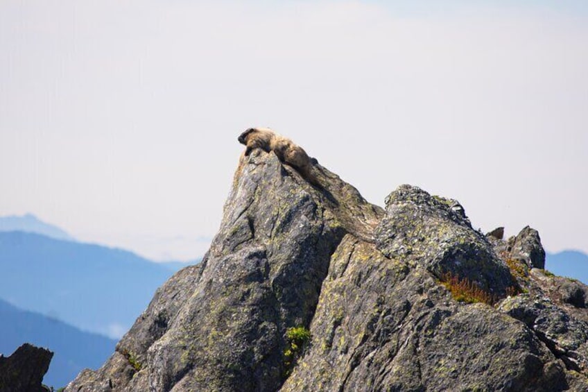 North Cascades Full Day Private Tour and Hike