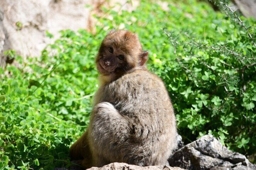 Private Gibraltar Panoramic Tour with Monkeys