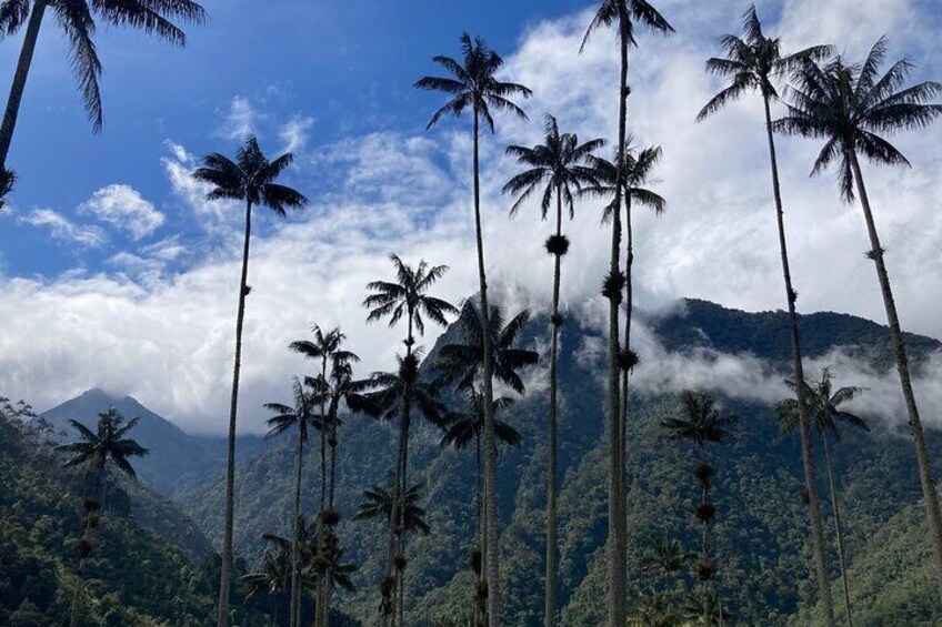 Private Full Day Tour in Cocora Valley and Coffee Farm