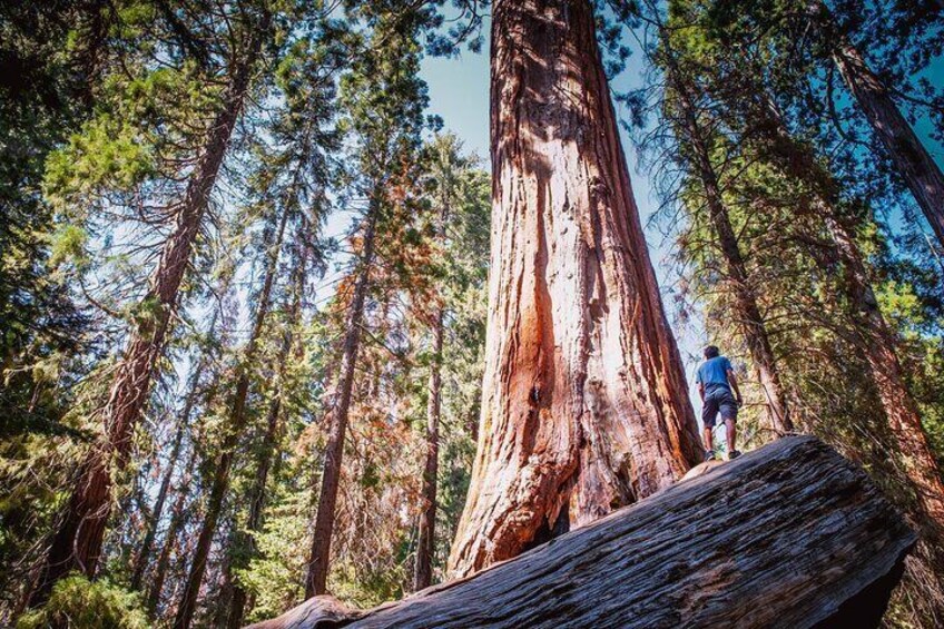Sequoia & Kings Canyon Two Day Private Tour and Hike
