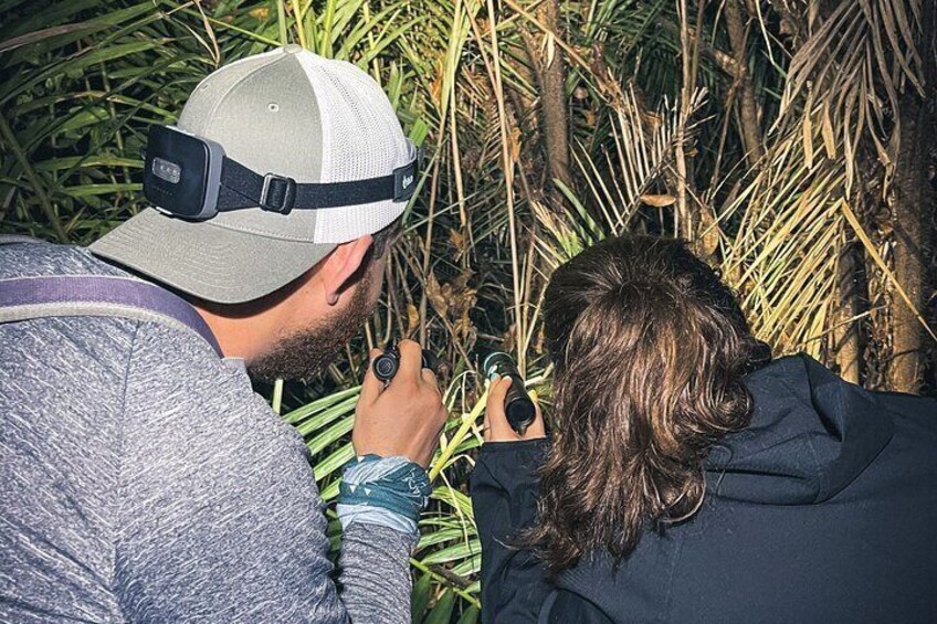 Secret Night Walk in Puerto Jimenez