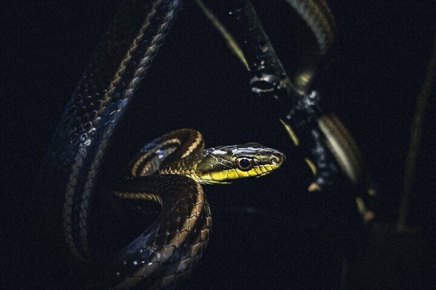 Secret Night Walk in Puerto Jimenez