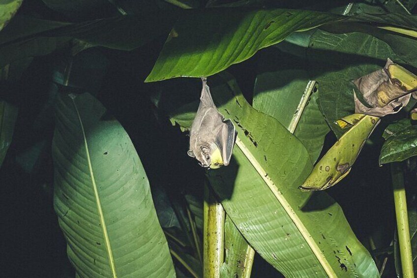 Secret Night Walk in Puerto Jimenez