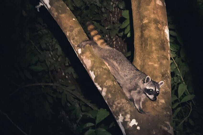 Secret Night Walk in Puerto Jimenez