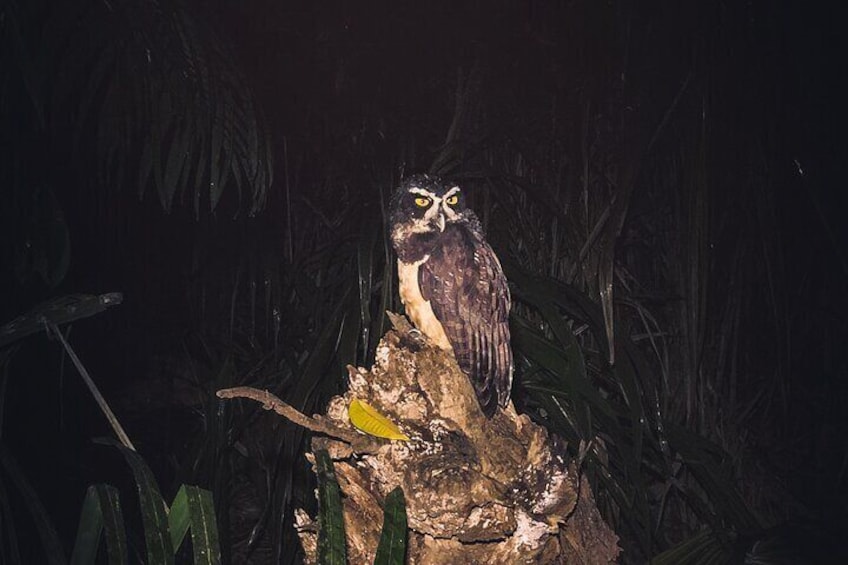 Secret Night Walk in Puerto Jimenez