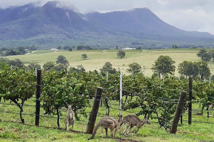 Vineyard Kangaroos Scarborough Estate