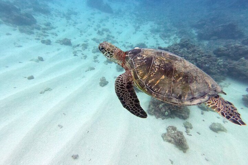 Experience Scuba Diving in Hawaii