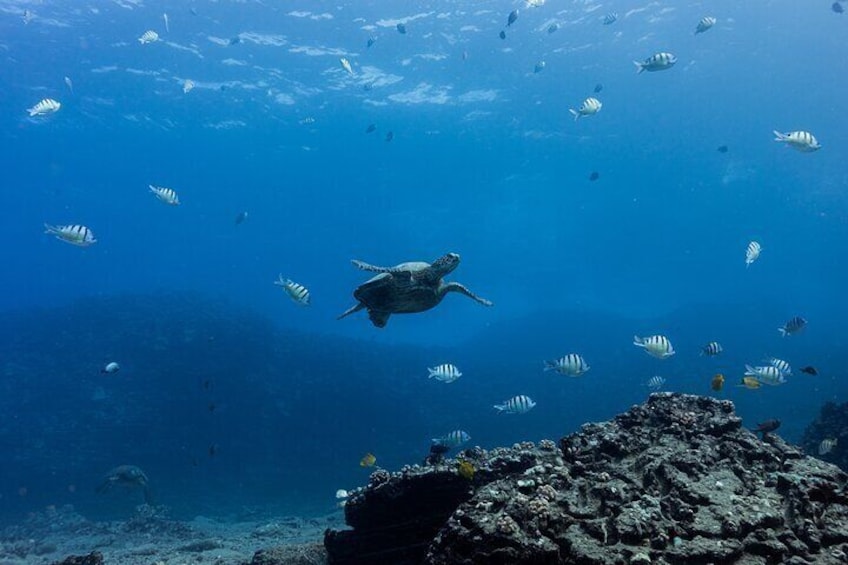 Experience Scuba Diving in Hawaii