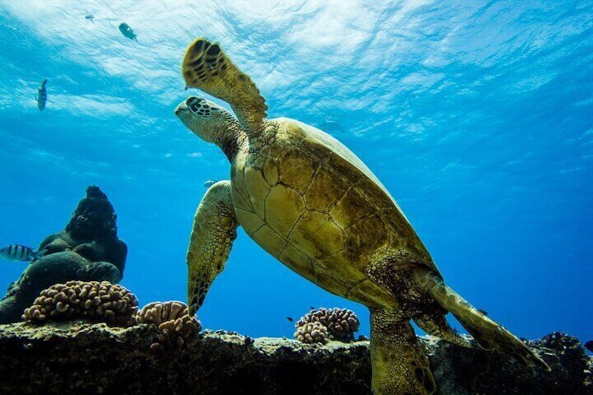 Experience Scuba Diving in Hawaii