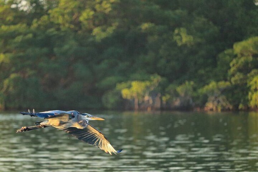 Guided Kayak Tour at Sunset in Cancun