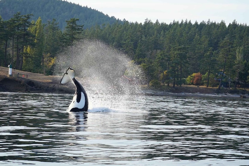 Picture 3 for Activity Anacortes: Whale and Orca Boat Tour near Seattle