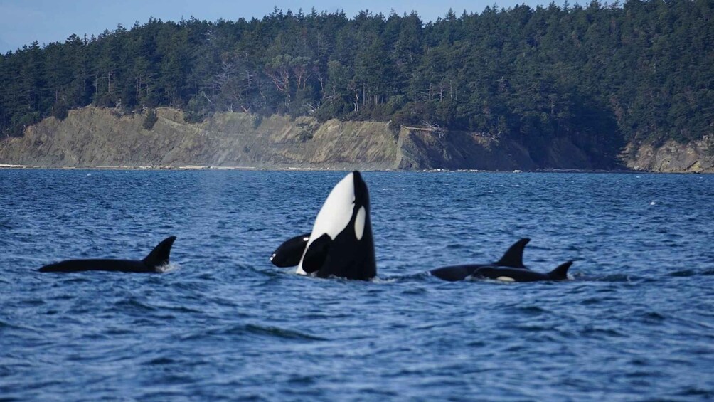 Picture 1 for Activity Anacortes: Whale and Orca Boat Tour near Seattle