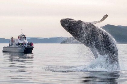 アナコルテス：シアトル近郊のクジラとシャチのボートツアー