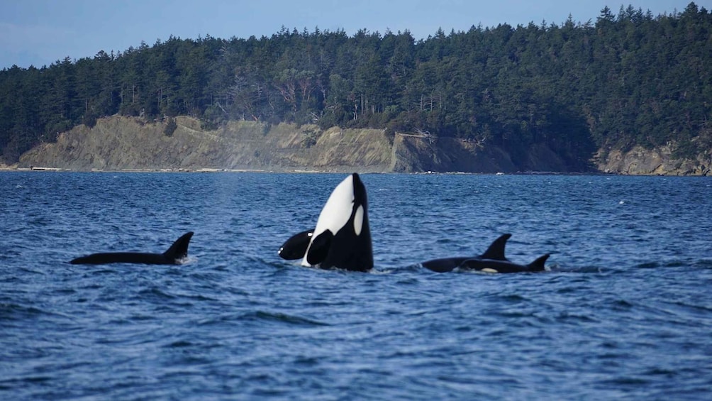 Picture 1 for Activity Anacortes: Whale and Orca Boat Tour near Seattle