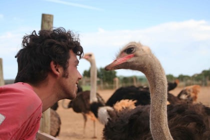 Mallorca: Artestruz - Ostrich Farm Ticket Entrance