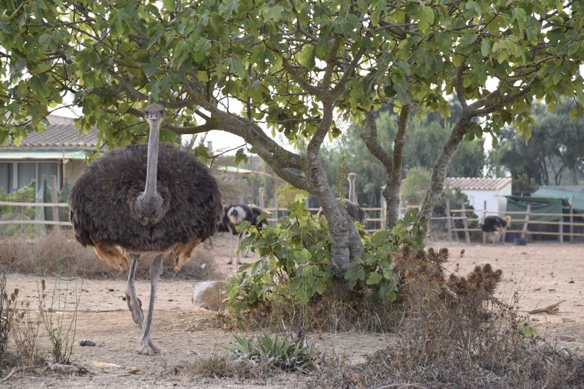 Picture 3 for Activity Mallorca: Artestruz - Ostrich Farm Ticket Entrance