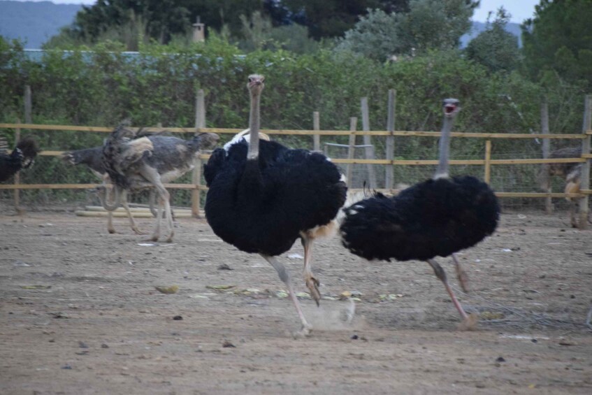 Picture 4 for Activity Mallorca: Artestruz - Ostrich Farm Ticket Entrance