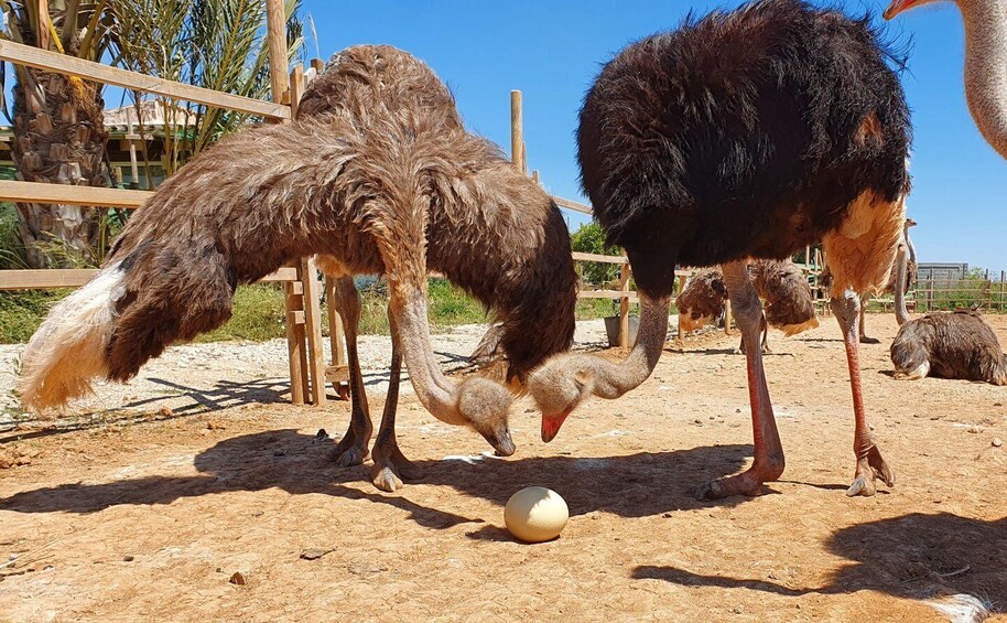 Picture 1 for Activity Mallorca: Artestruz - Ostrich Farm Ticket Entrance