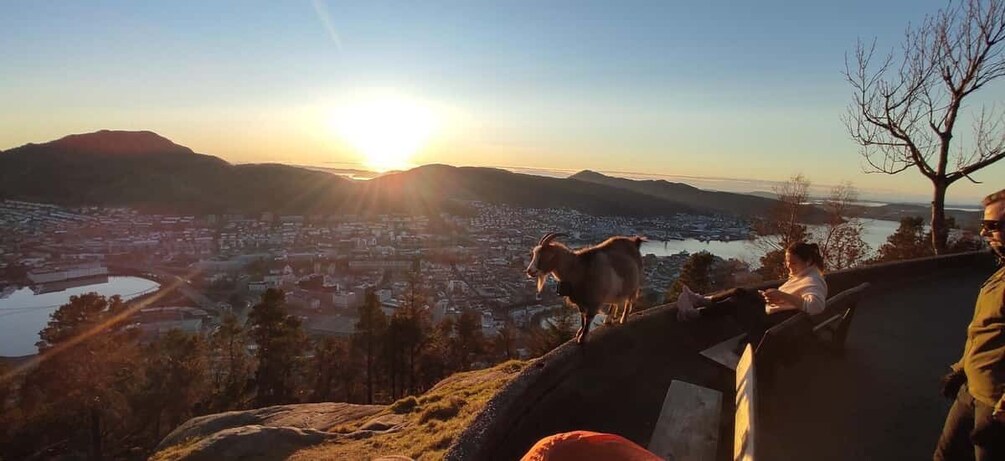 Picture 3 for Activity Private hiking tour Bergen mountains like a local