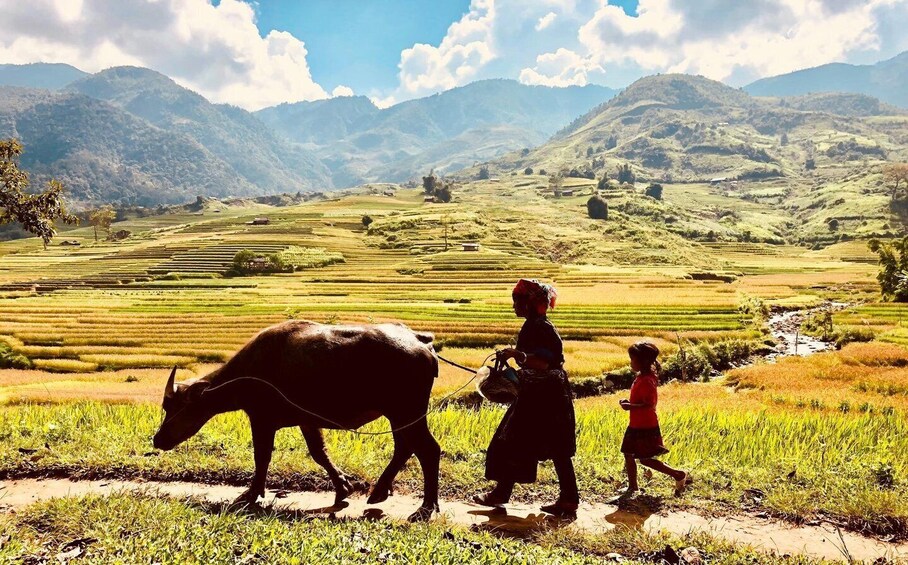 Picture 9 for Activity Discover the Stunning Terraced Rice Fields on 2-Day Trekking