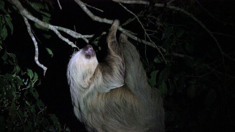 La Fortuna Night Walk in High Biodiversity Rainforest
