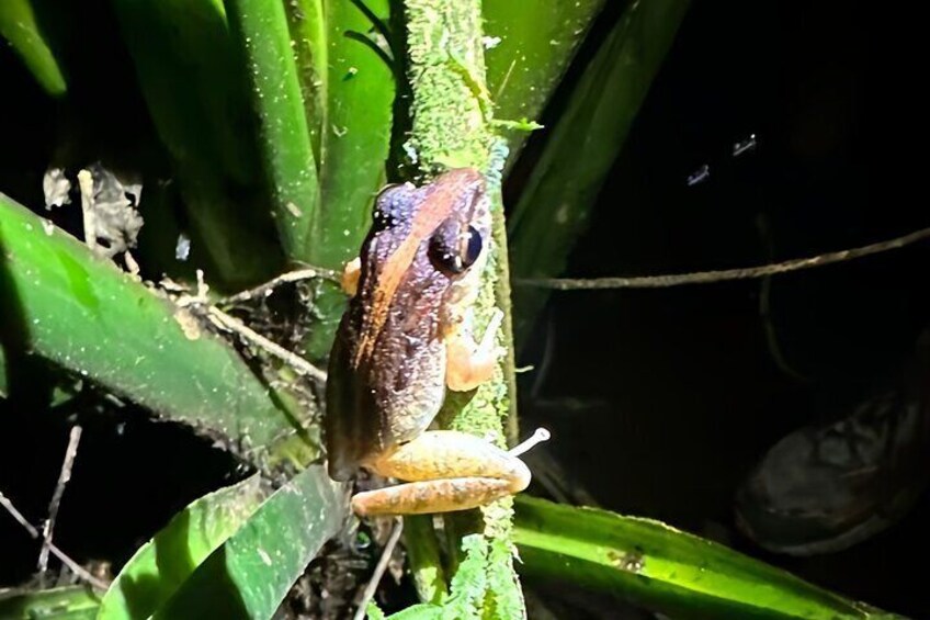La Fortuna Night Walk in High Biodiversity Rainforest