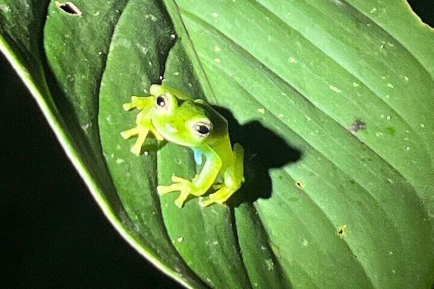 La Fortuna Night Walk in High Biodiversity Rainforest