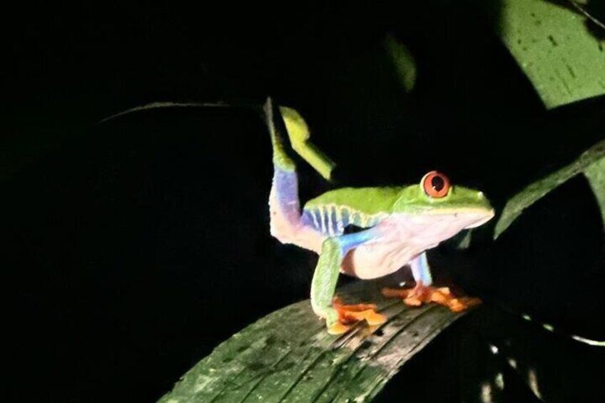 La Fortuna Night Walk in High Biodiversity Rainforest