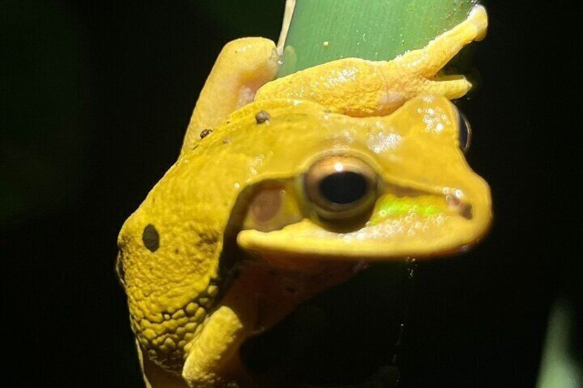La Fortuna Night Walk in High Biodiversity Rainforest