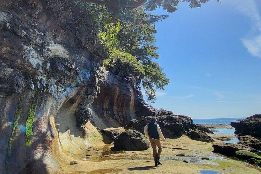 West Coast Big Tree Beach and Waterfall Adventure