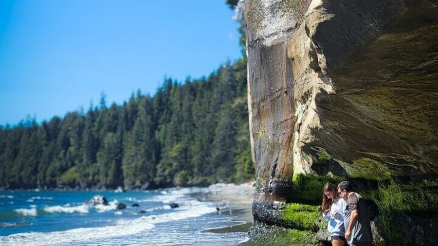 West Coast Big Tree Beach and Waterfall Adventure