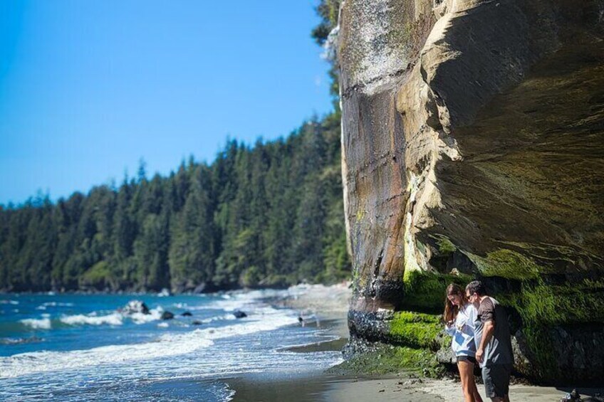 West Coast Big Tree Beach and Waterfall Adventure