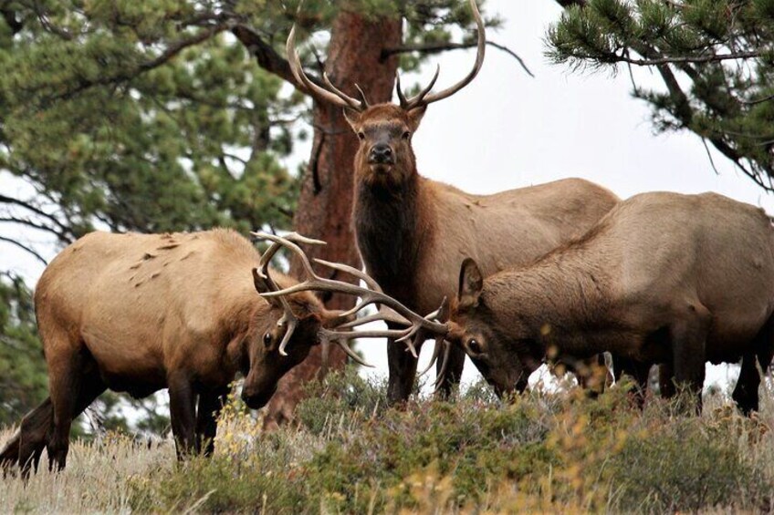 Full Day Private Tour and Hike in Rocky Mountain