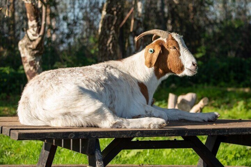 Visit 'Wilbur' the huge Boer Goat & his other goat buddies