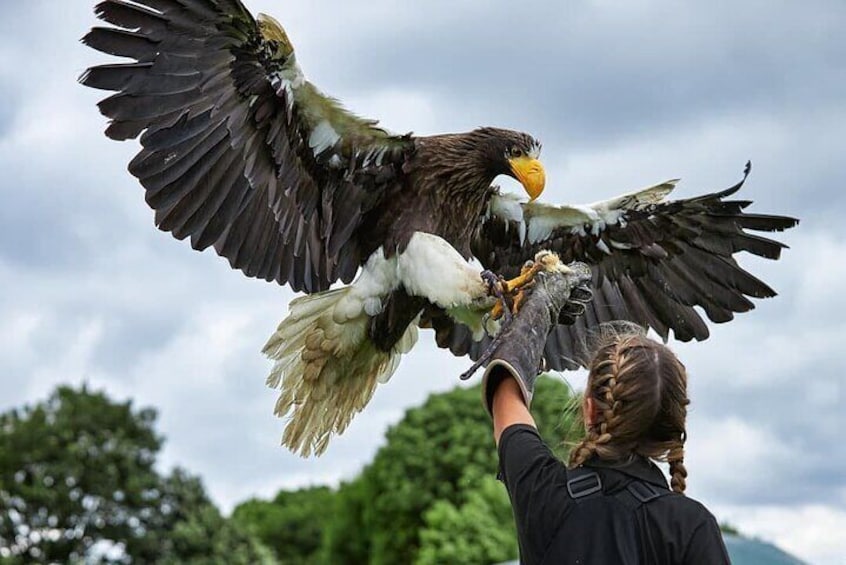 The size and power of 'Rex' the Stellar's Sea Eagle has to be seen to be believed