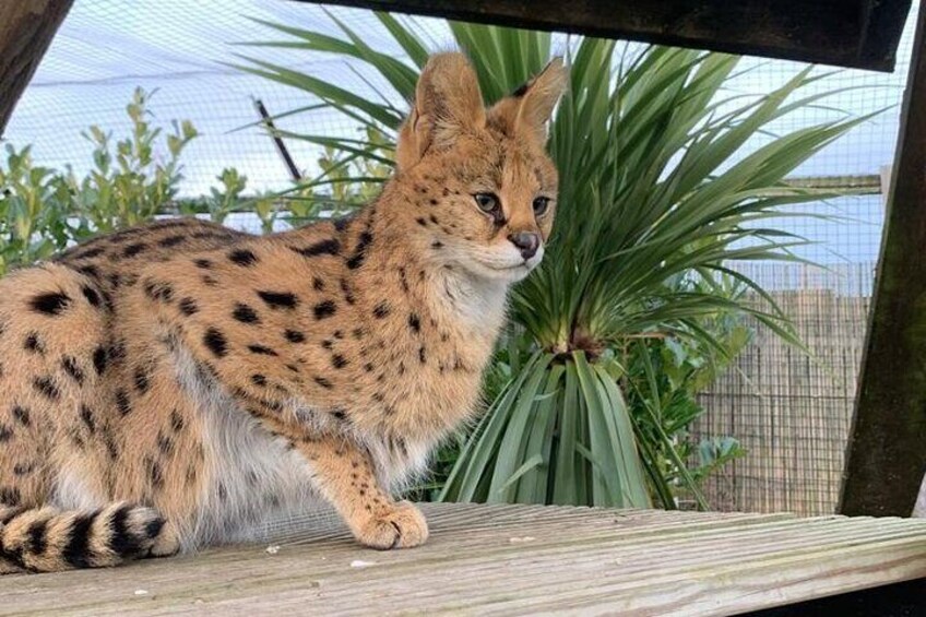 Our shy Servals can be spotted enjoying the sunshine