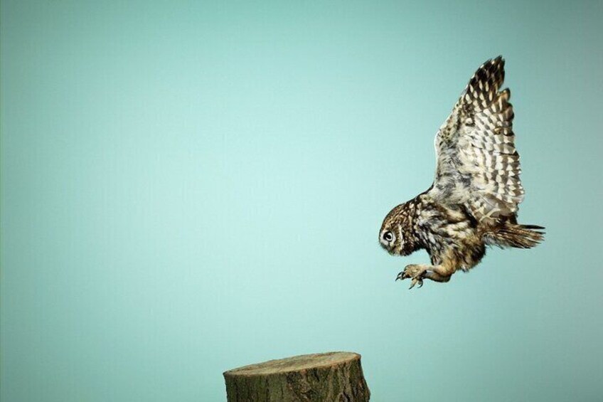 Wintson the Little Owl - you wont believe his tiny size!