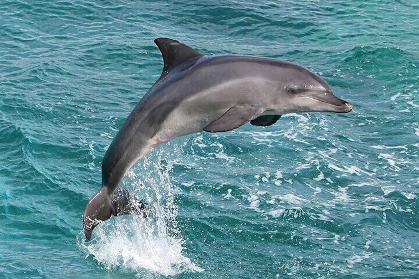Myrtle Beach Dolphin Cruise Murrells Inlet