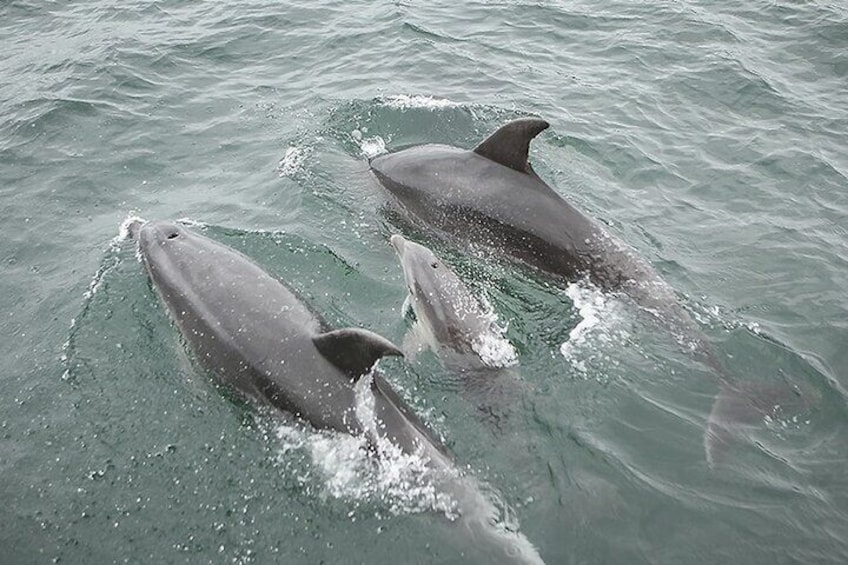 Myrtle Beach Dolphin Cruise Murrells Inlet