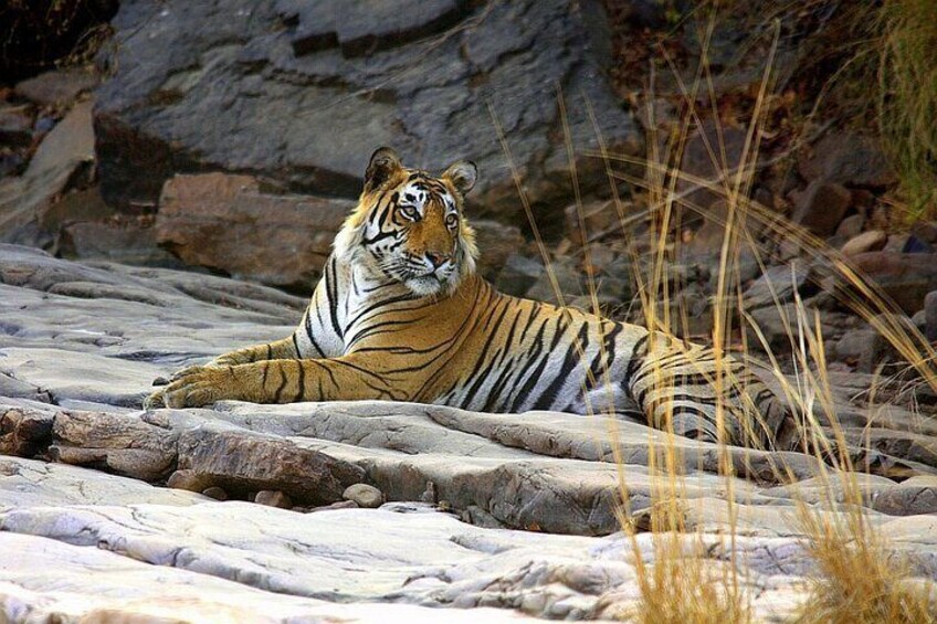 Ranthambore Tiger Reserve