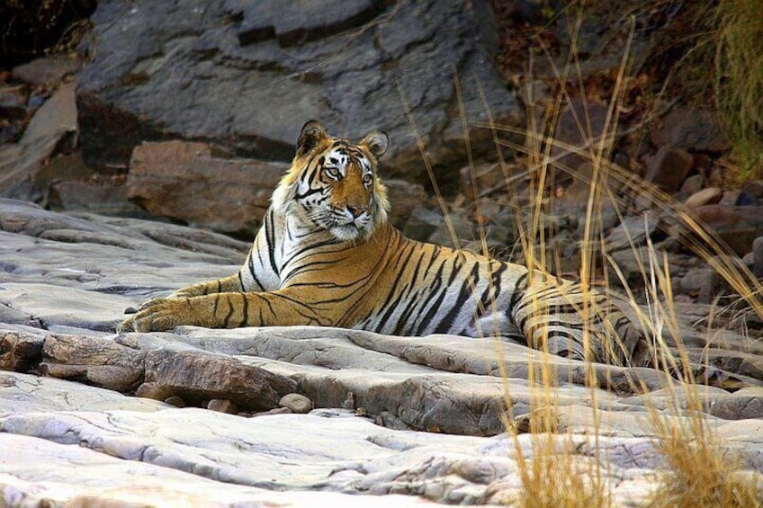 Ranthambore Tiger Reserve