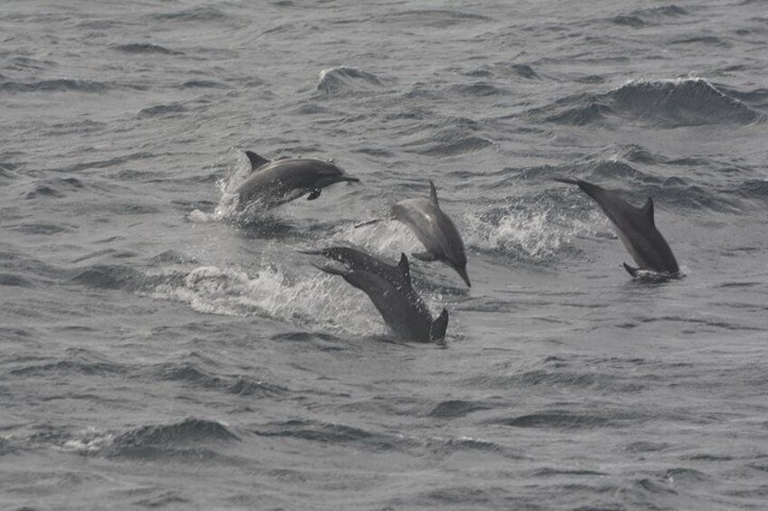 Whales & Dolphins Watching Day Tour in Mirissa from Bentota & its' surrounding 