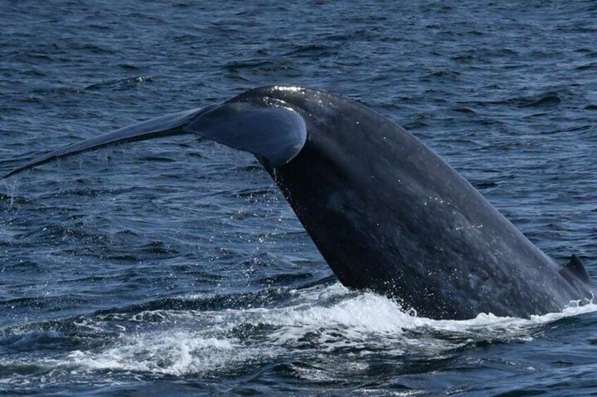 Whales in Mirissa
