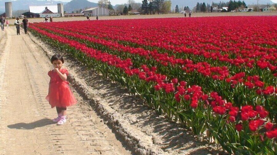 Tulip Festival at Skagit Valley ,La Conner and Deception Pass